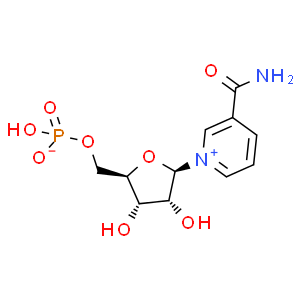β-煙酰胺單核苷酸；NMN